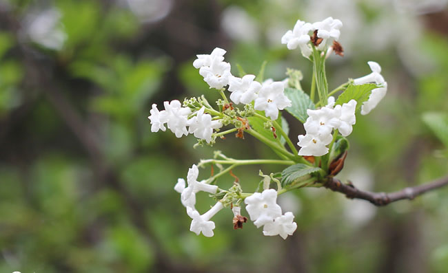 Secret Life Letters To A Persian Cat