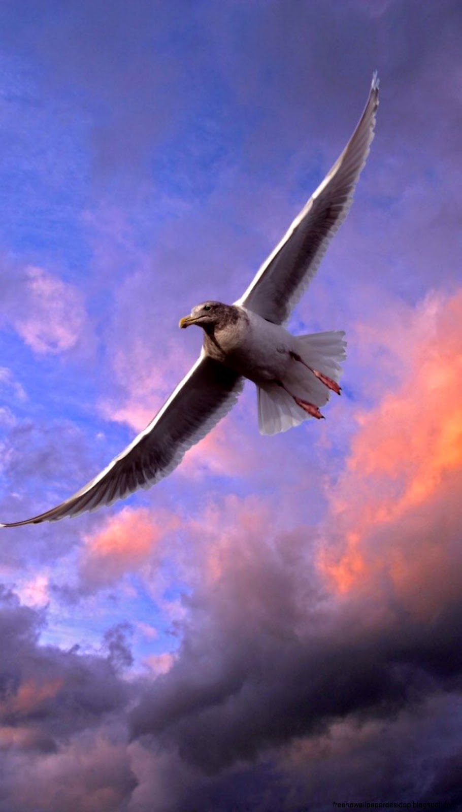 nuages mouette ciel oiseau animal mouche Fonds décran nuages mouette ciel oiseau animal mouche Fonds décran