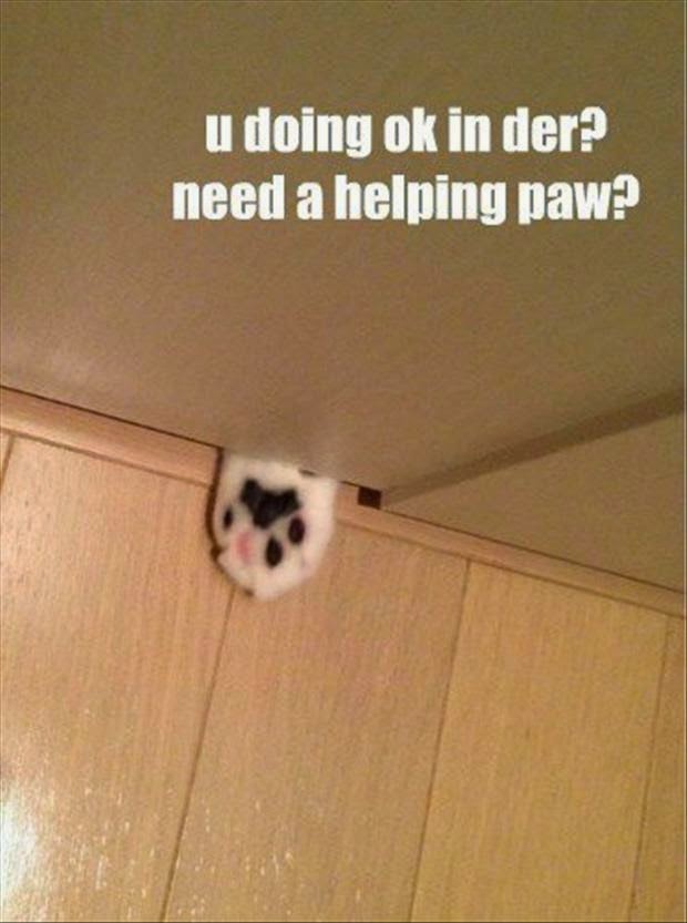 30 Funny animal captions - part 27 (30 pics), animal pictures with captions