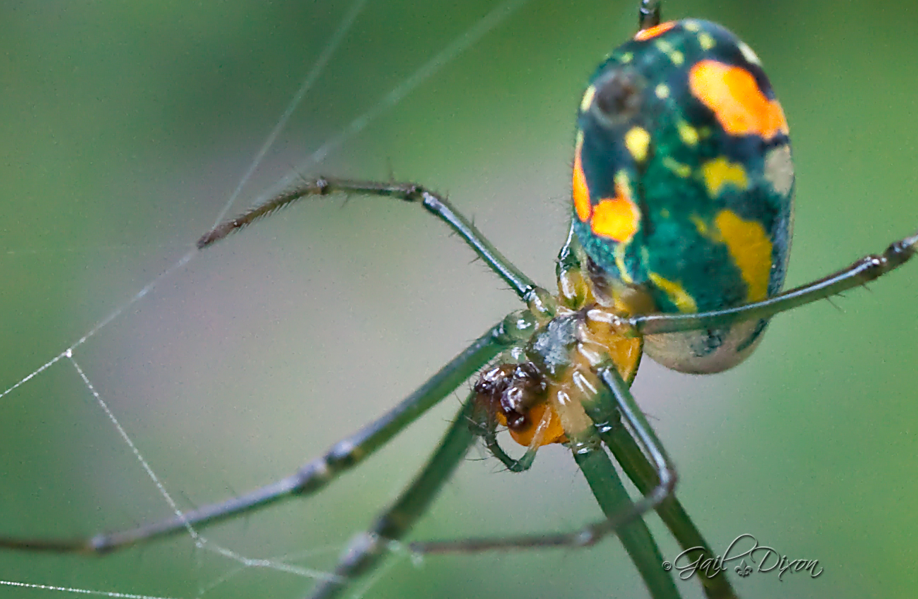 Louisiana Belle Venusta Orchard Spider