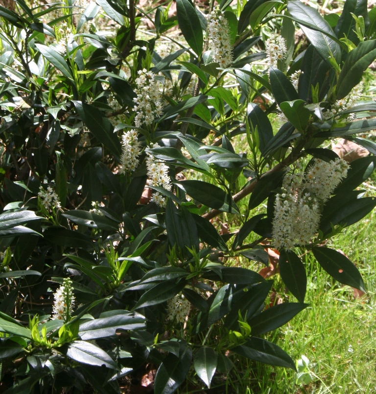 English Laurel Bushes