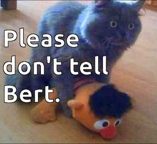 cat-meme-bert-ernie-in-the-act-funny.jpg