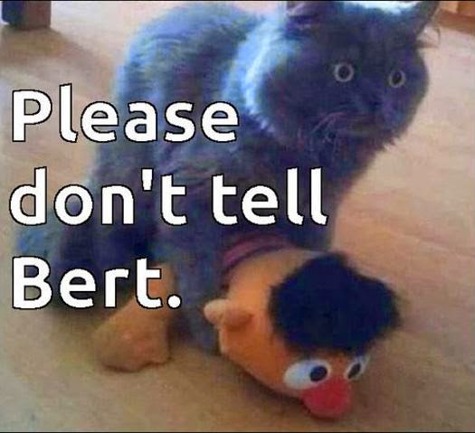 cat and memes great cats be 26 of the funniest cat memes and gifs cat and memes great cats be 26 of the funniest cat memes and gifs