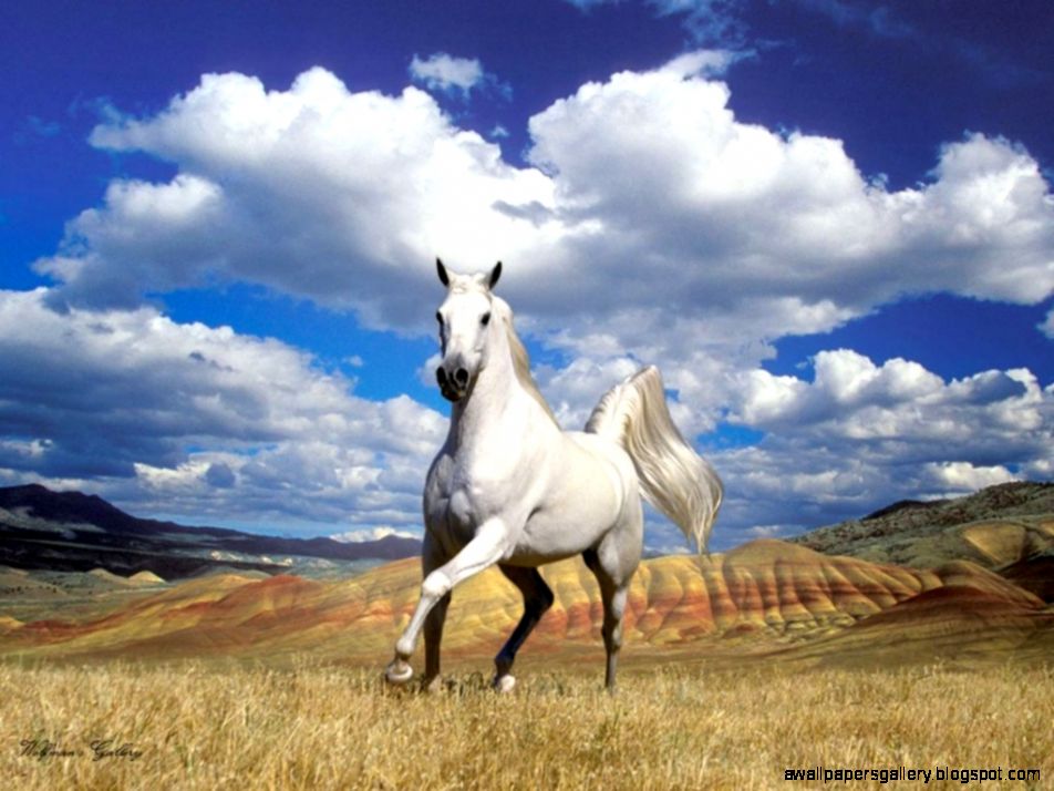 Arabian Horse Wallpaper 12448 Hd Wallpapers in Animals Arabian Horse Wallpaper 12448 Hd Wallpapers in Animals