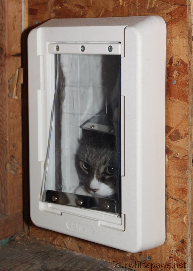 fourwhitepaws new weather proof cat door