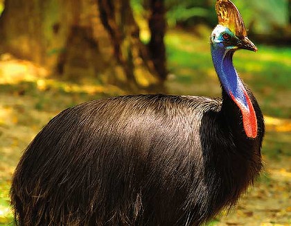 Kasuari merupakan burung tidak bisa terbang berbulu hitam yang identik dengan Papua