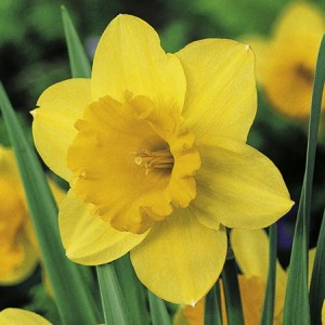 Birthday Daffodils