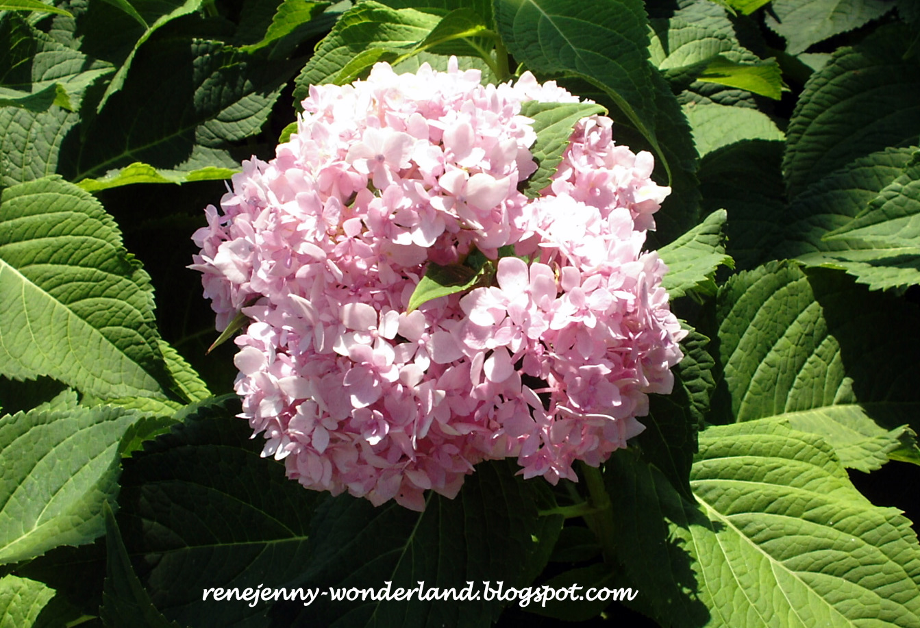 Irene S Big Wonderland 2 Woodward Park And Municipal Rose Garden