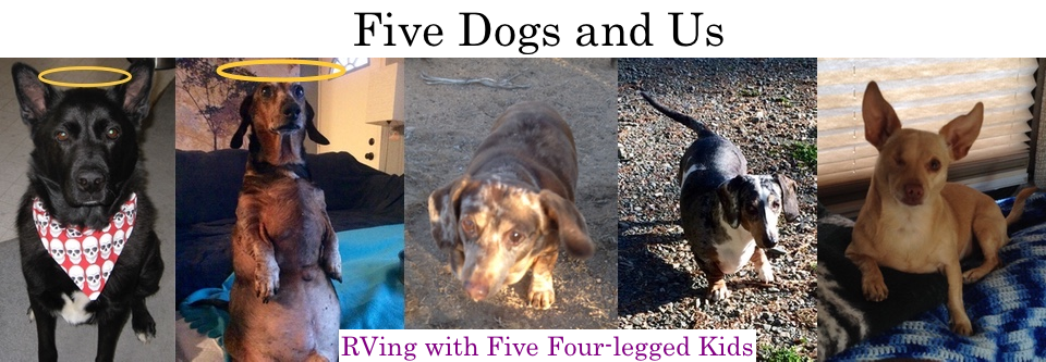 Five Dogs and Us