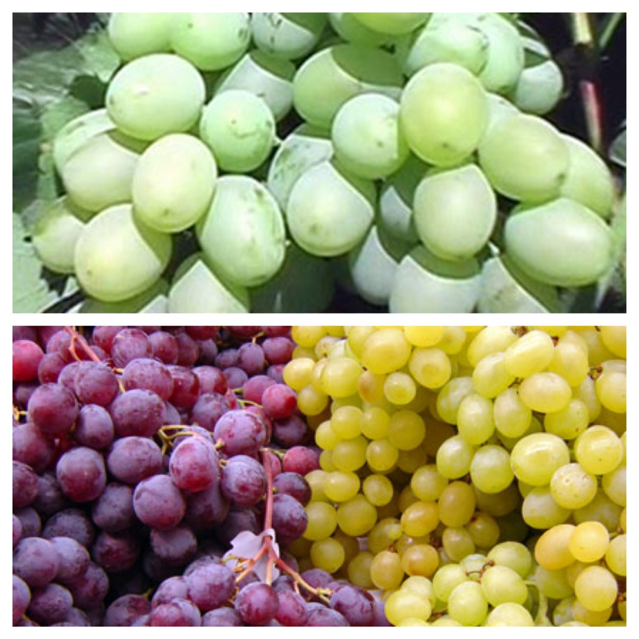 Organic Vs. Physical Difference Between Organic and Non