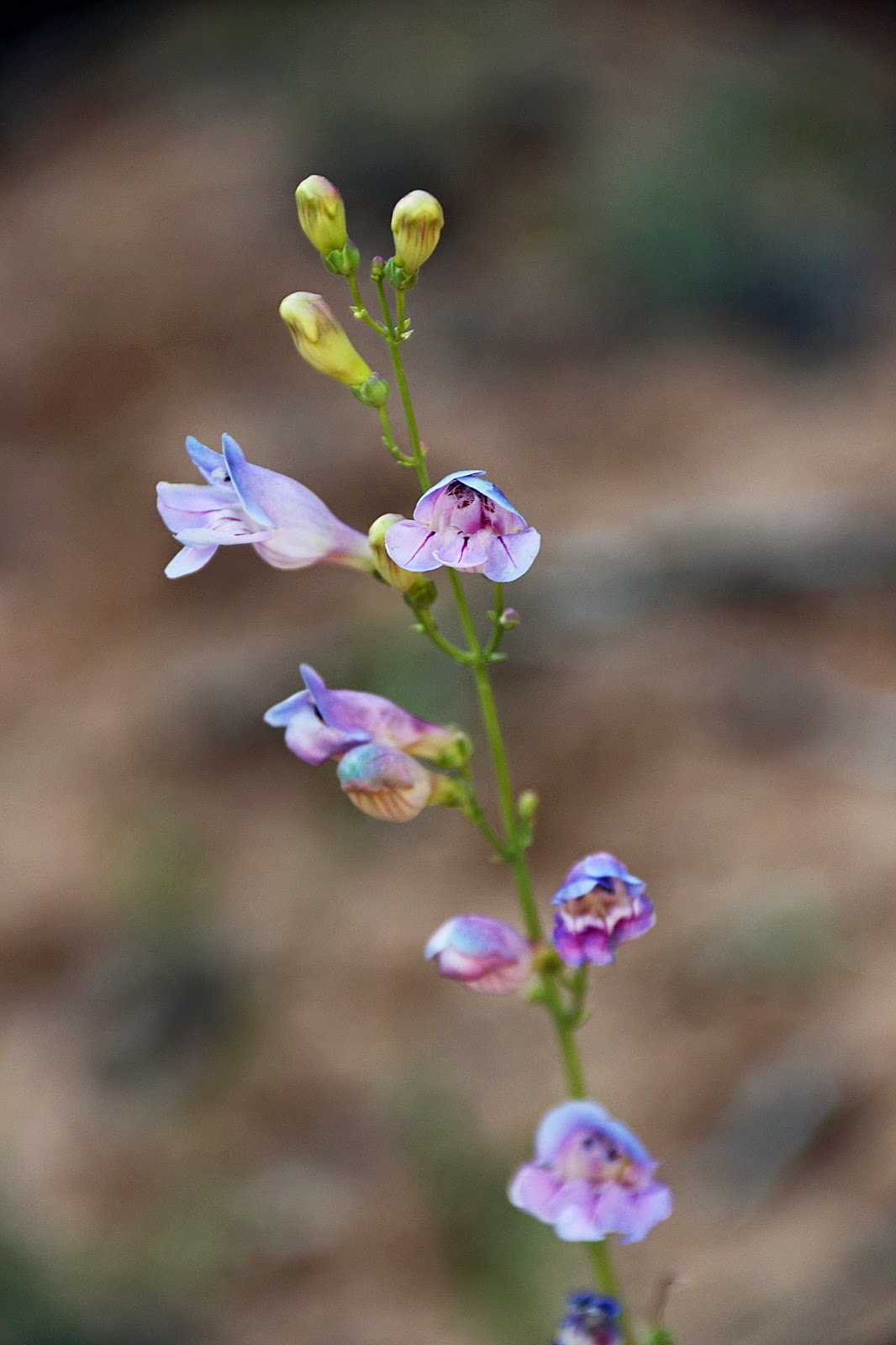 A is for Adventure Mesa Arch and Neck Spring Trail at Canyonlands