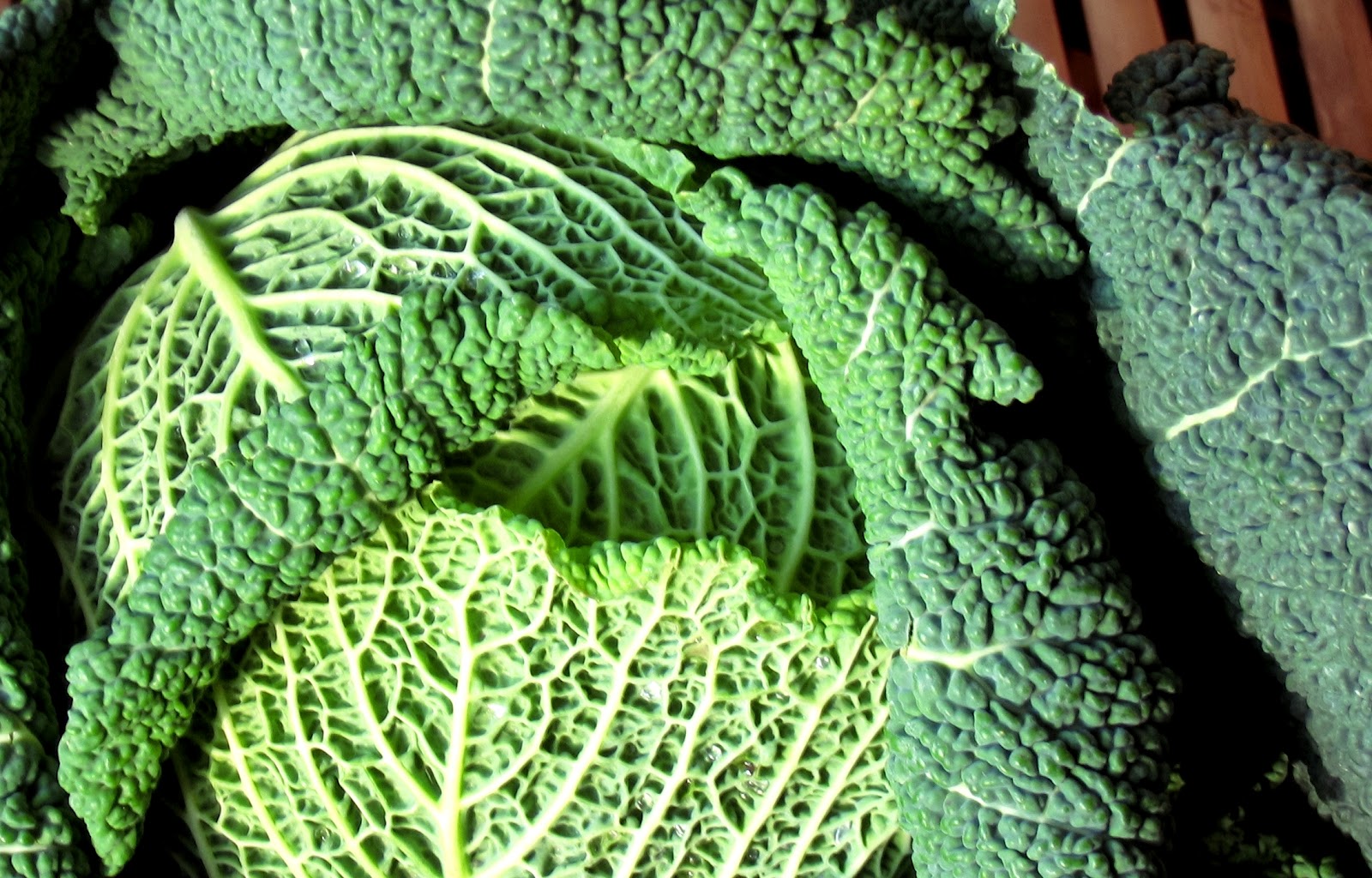 The Urban Heirlooms Project Digging into .. the History of Cabbage