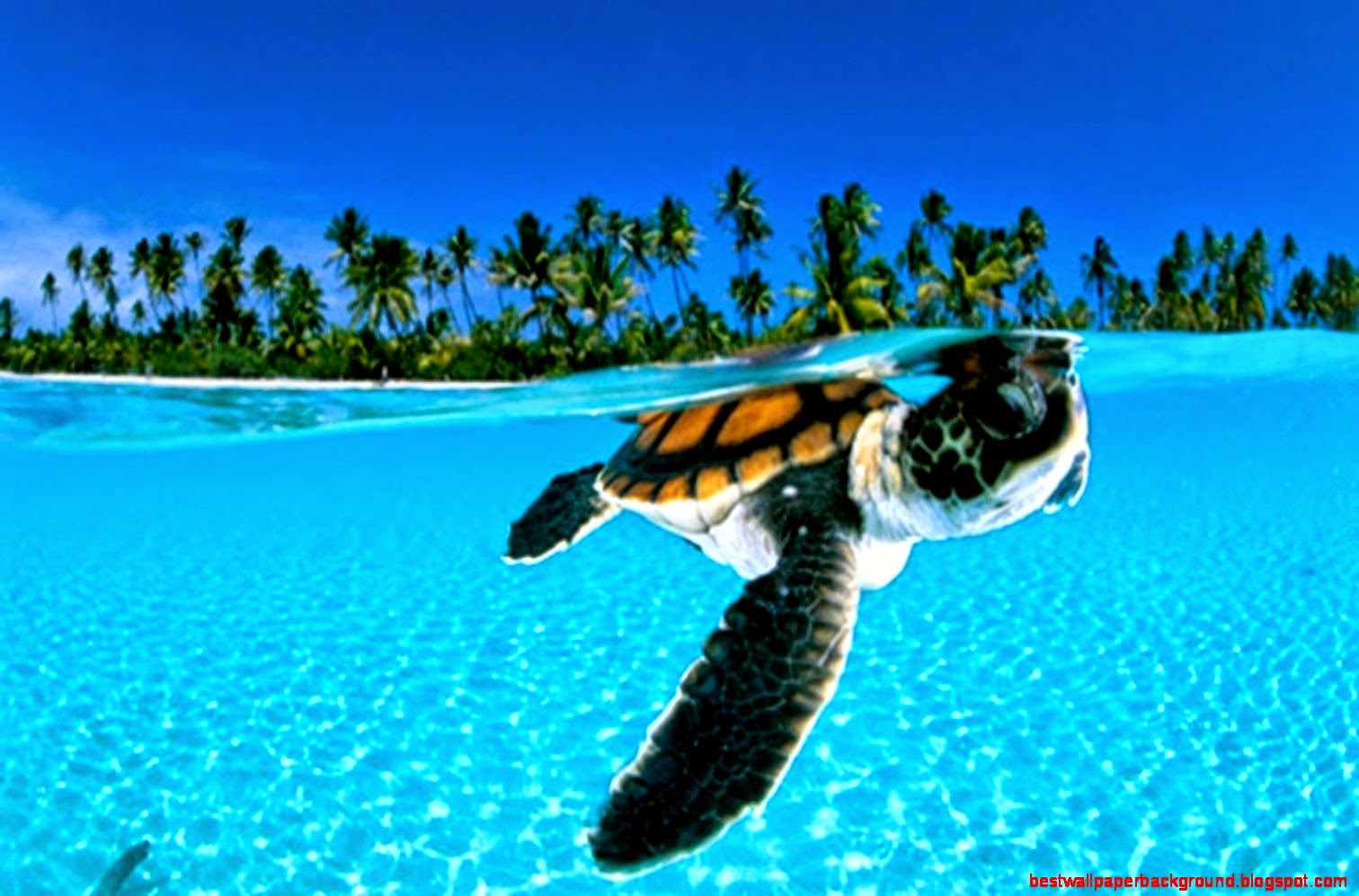 animal backgrounds – 1680×1050 High Definition Wallpaper animal backgrounds – 1680×1050 High Definition Wallpaper