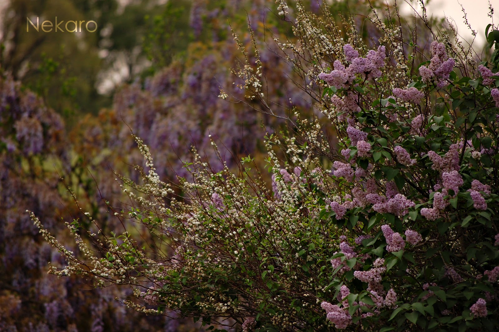 A Bug S Playground The May Bush