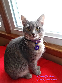 Molly sitting on red blanket 