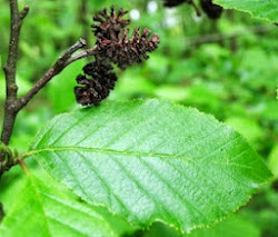 Using Georgia Native Plants