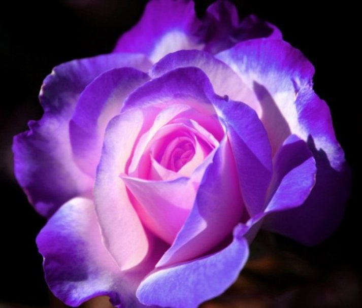 بستان من  الورد - صفحة 7 Rose+mauve+lumi%25C3%25A8re