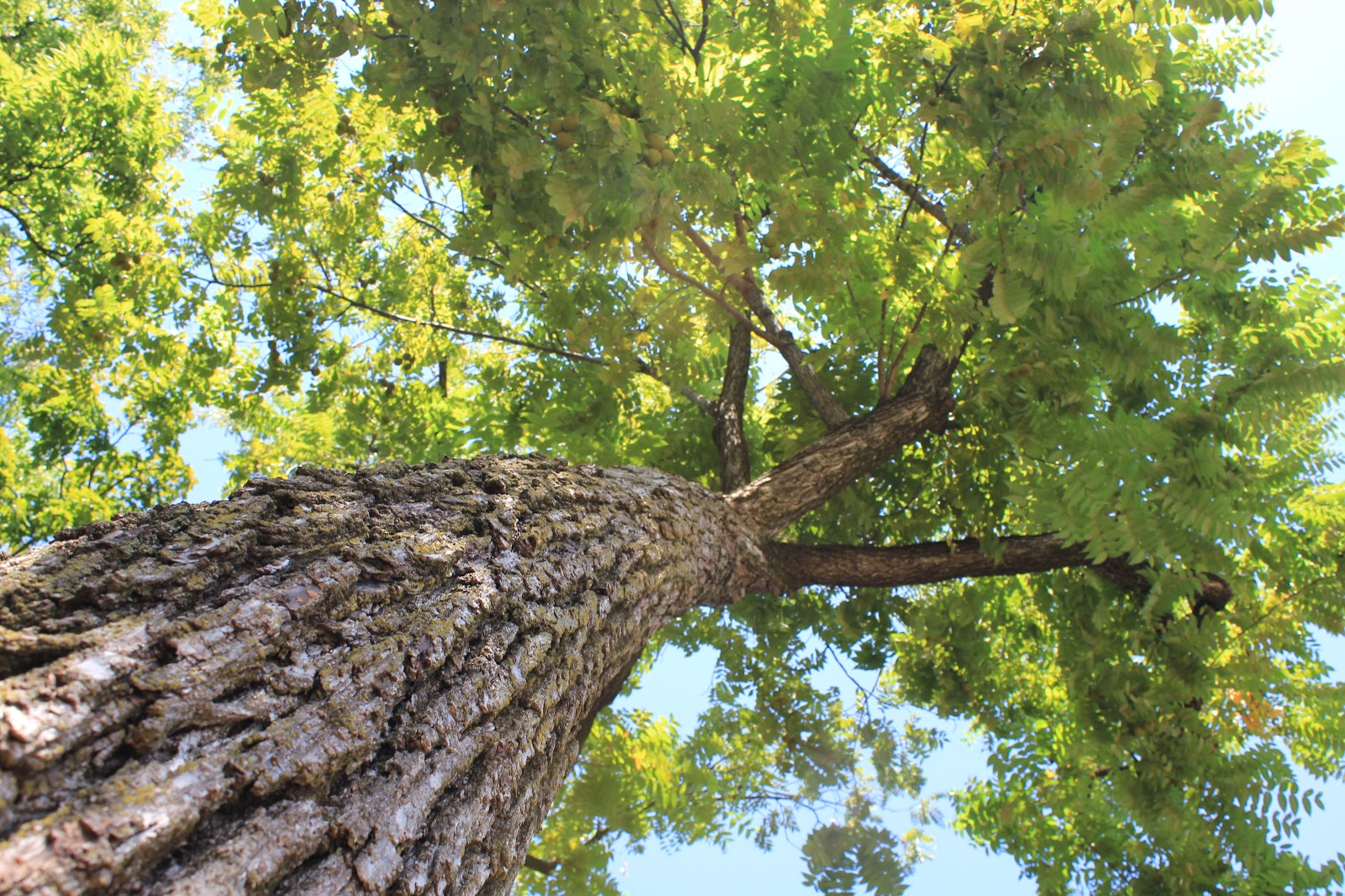 Black walnut slabs for sale Systems tap timer instructions
