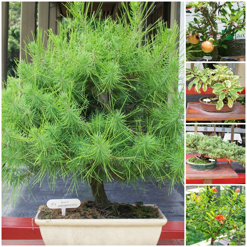 Currumichuti: Paseo por el Jardín Japonés