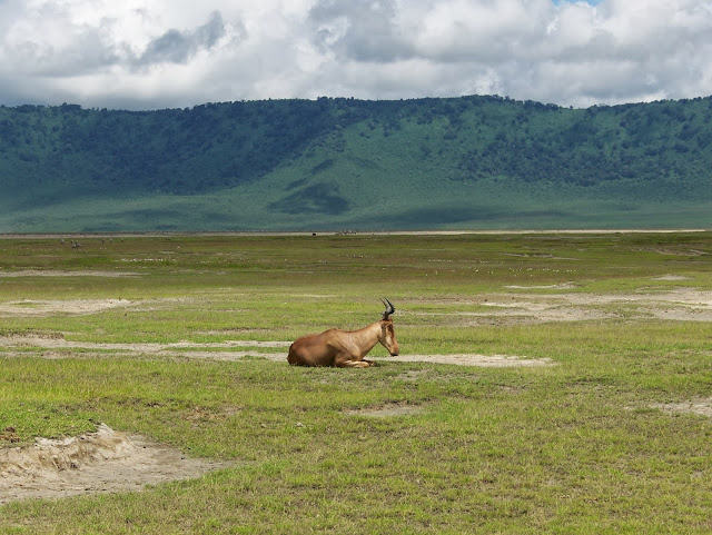 NGORONGORO CRATER TANZANIA