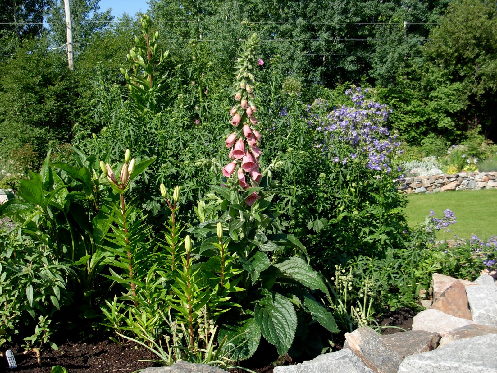 Northern Exposure Gardening Foxgloves