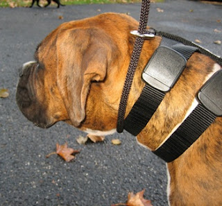 Dog training collars image
