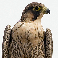 Birding the Strait of Gibraltar