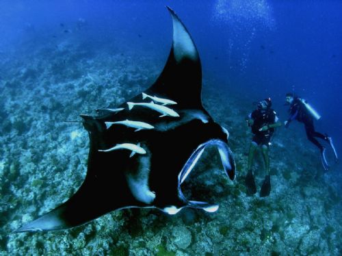Large Manta Ray