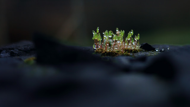 One Glorious Morning Annie, Japaud Nature Photography, macros, moss, fantastic light, nature