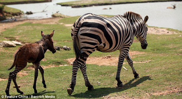 Kuweight 64: WHAT HAPPENS WHEN A DONKEY CROSSES A ZEBRA