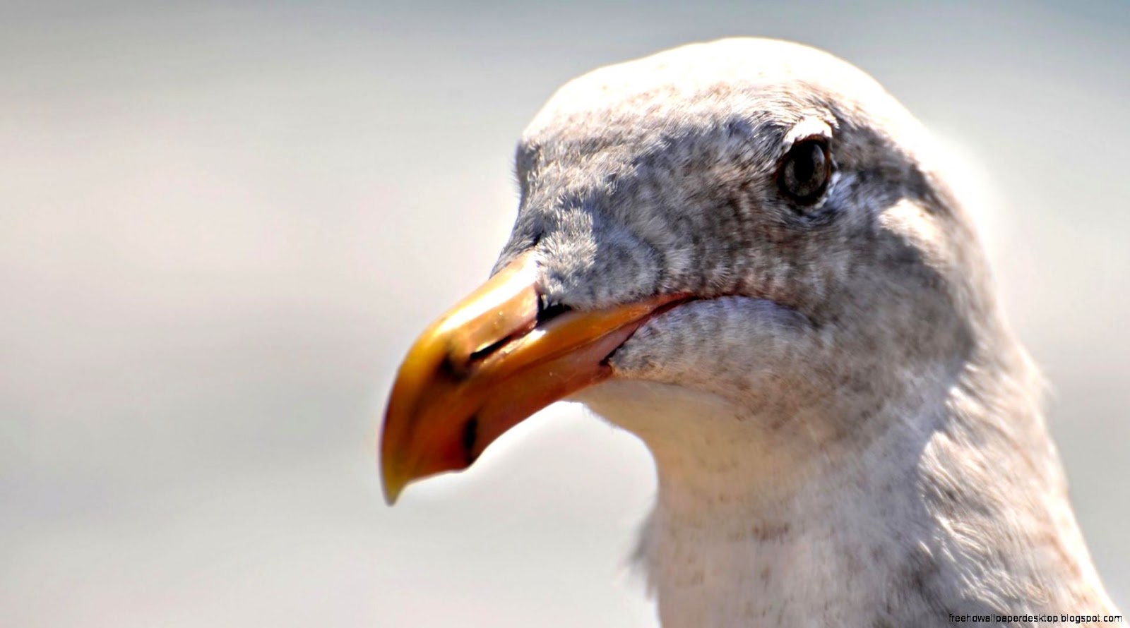 Pictures of Bird Beaks Close Ups Pictures of Bird Beaks Close Ups