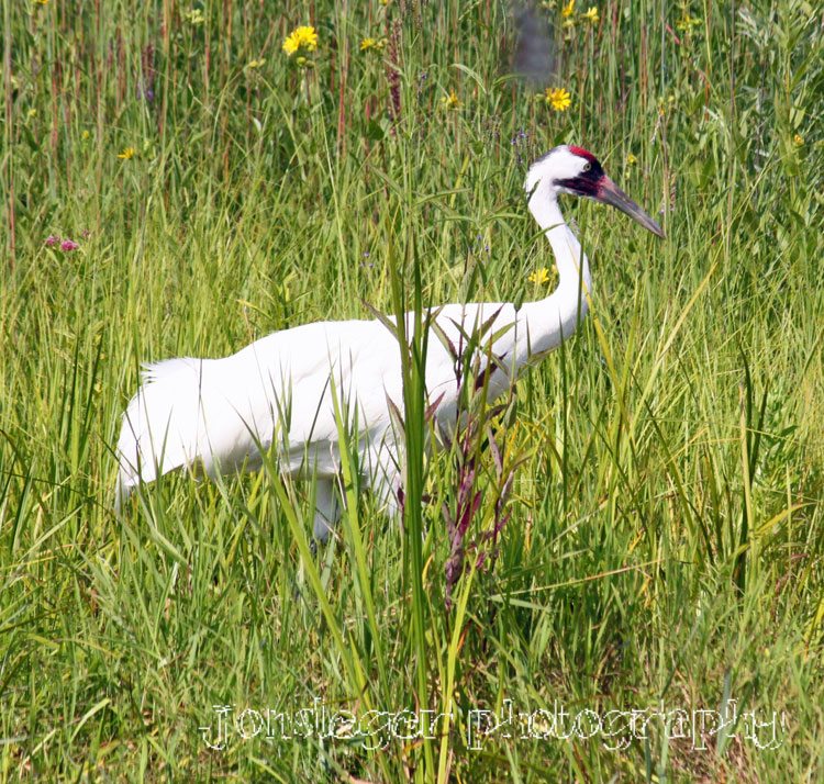 Northern Illinois Birder Whooping Cranes in the Necedah National