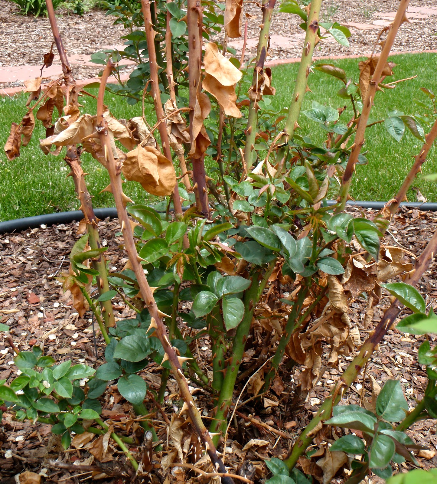 JeffCo Gardener Rose Care in the Spring by Donna Duffy