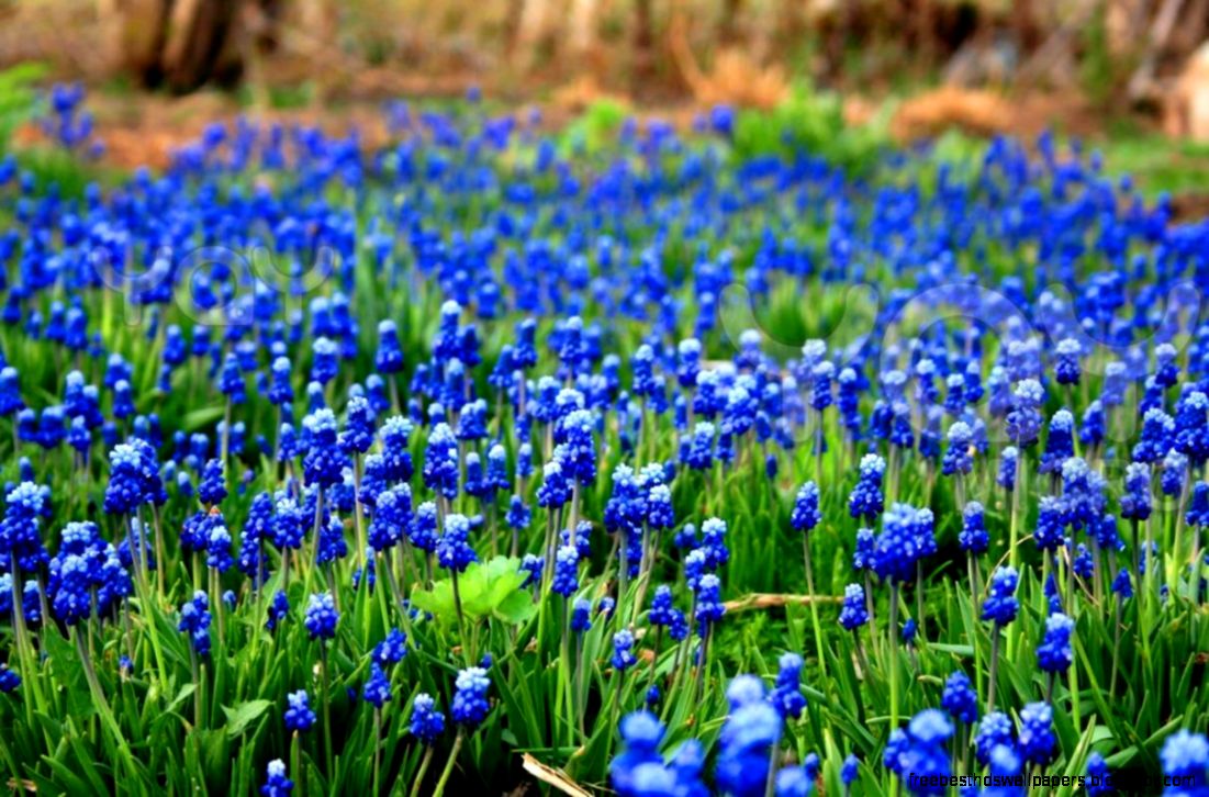 field of blue flowers 5a04af1 My Website field of blue flowers 5a04af1 My Website