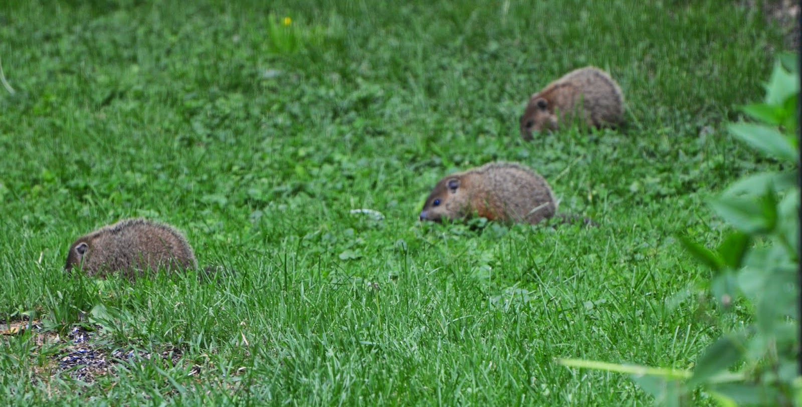 Tales From The Wilds Woodchucks at Home and at Large