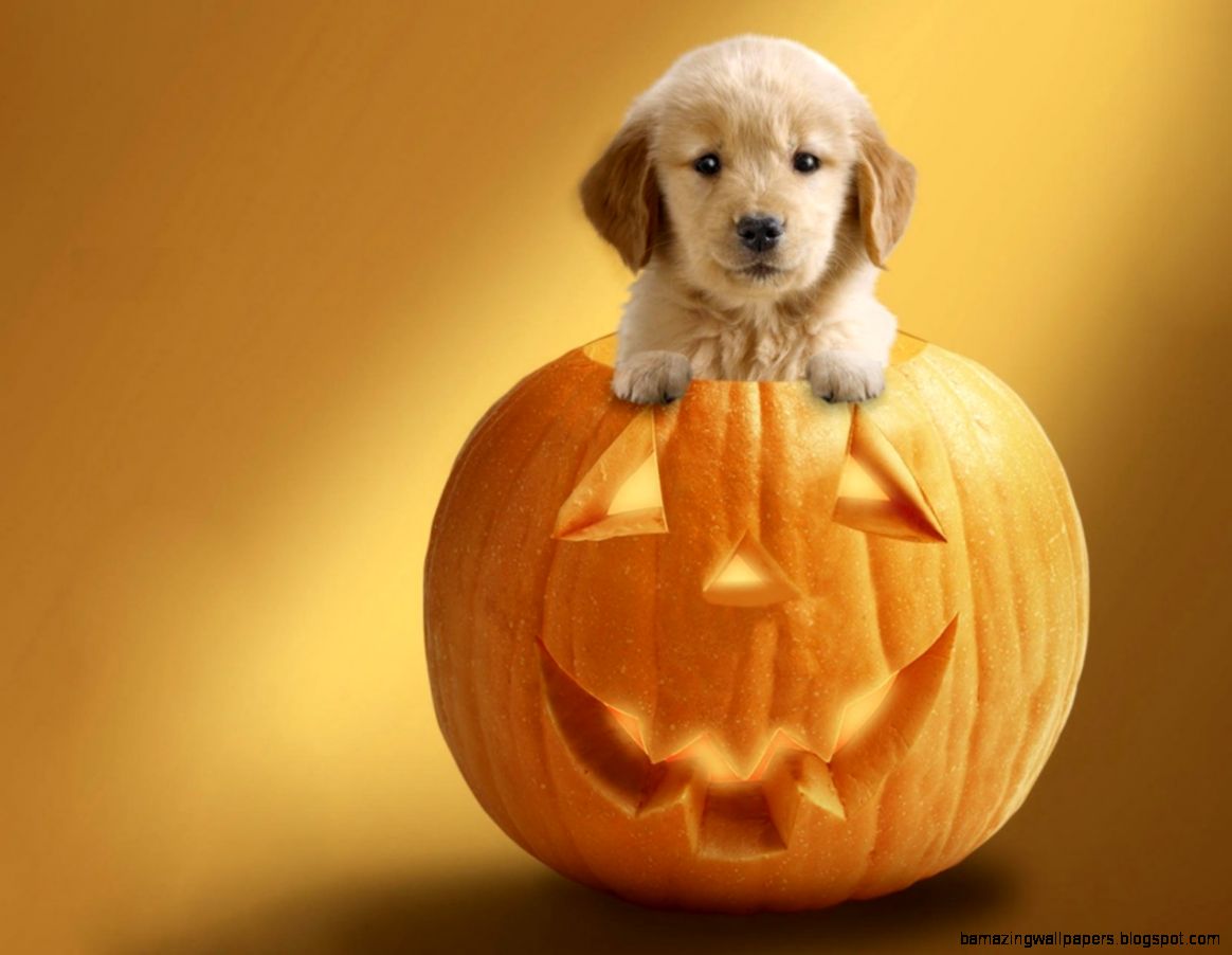 Halloween Puppy Backgrounds HD Wallpaper at Halloween Puppy Backgrounds HD Wallpaper at