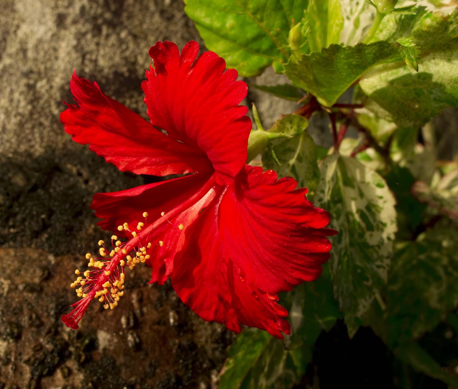 Flower Homes Flowers of World Countries ( F )