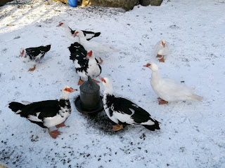 Our Muscovy ducks enjoying a warm drink