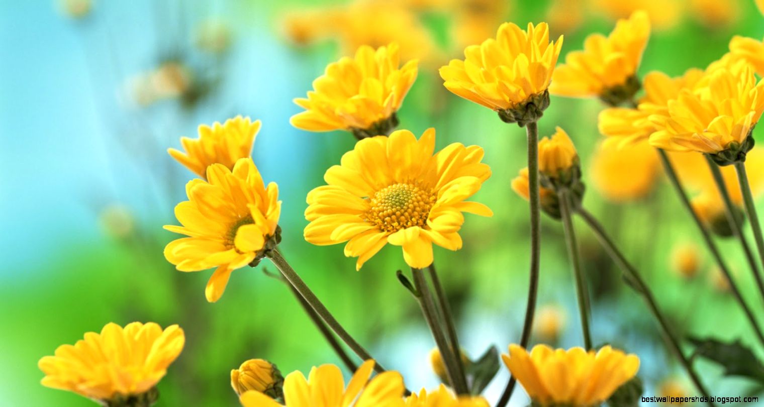 Flowers Top Wallpapers Flowers Top Wallpapers