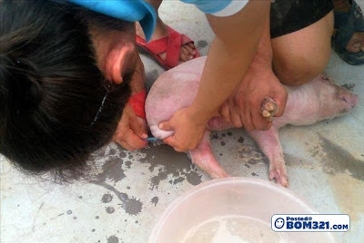 Operasi Memandulkan Babi 