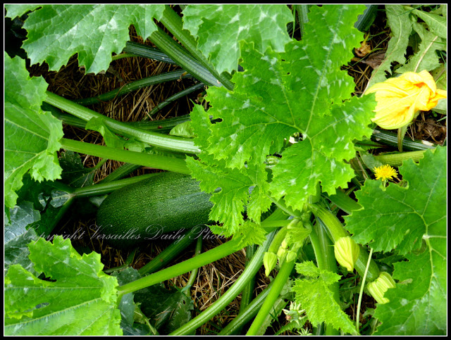 Zucchini courgette Trianon Palace Versailles