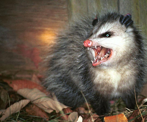 Reverse Disaster: The 5 Safety Hazards in a Disaster Area