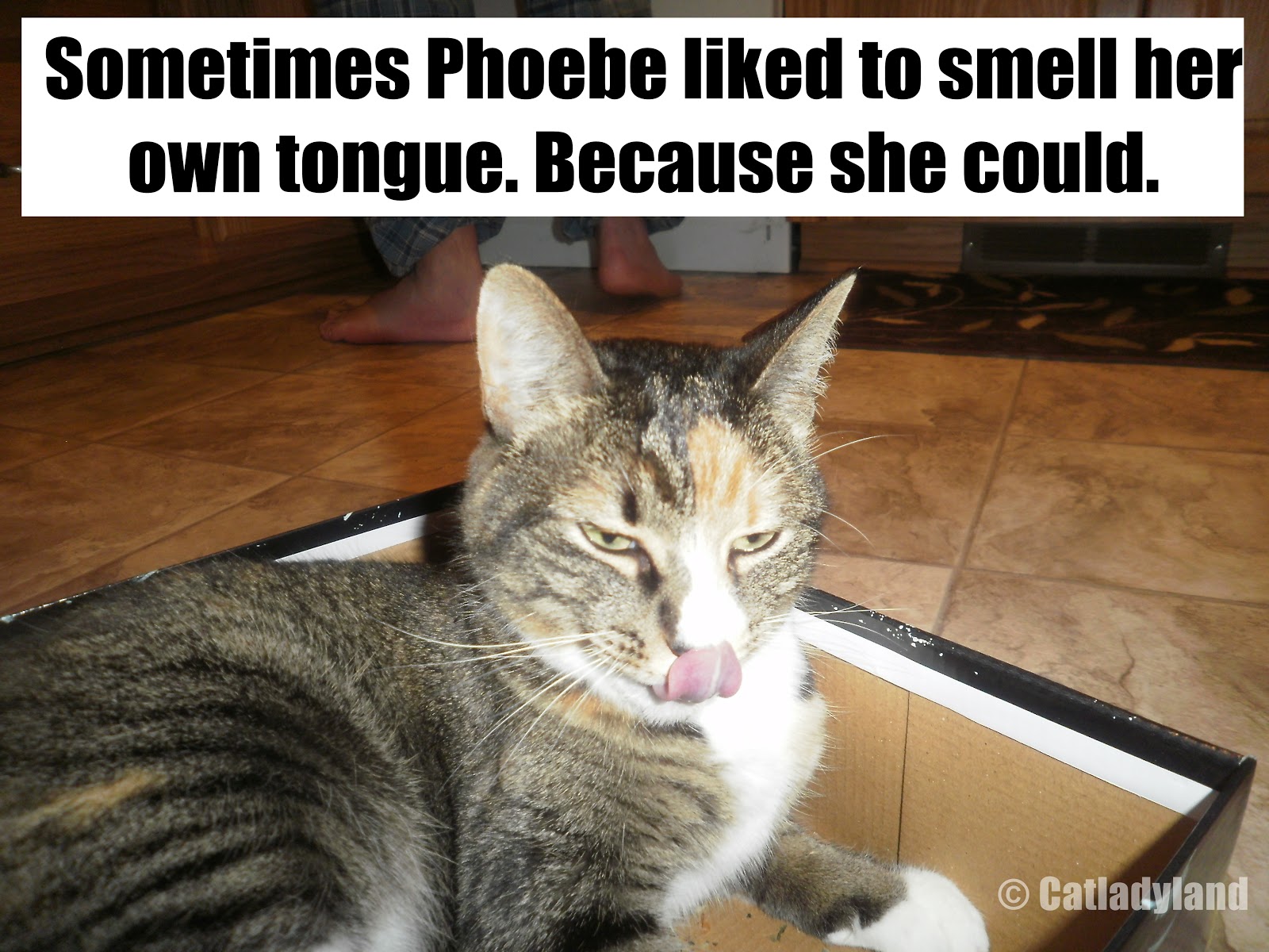 Catladyland Cats are Funny Smells Like Cat Food Or Butt