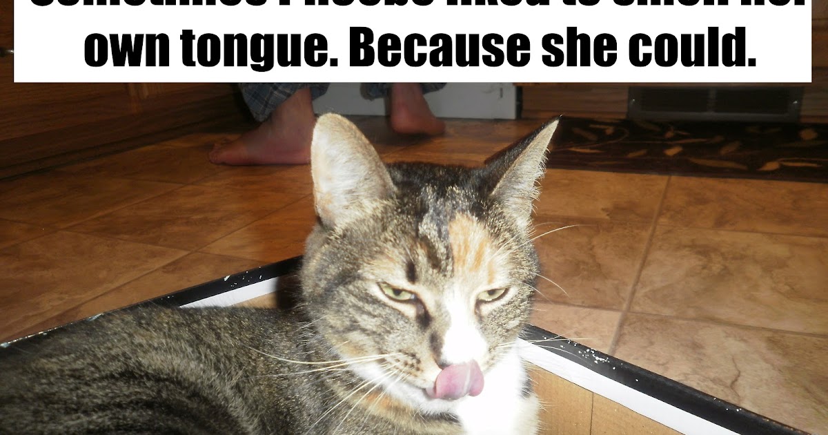 Catladyland Cats are Funny Smells Like Cat Food Or Butt