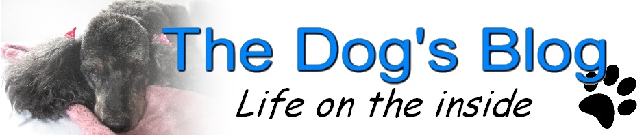 The Dog's Blog