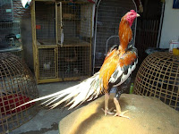 Ayam Bangkok