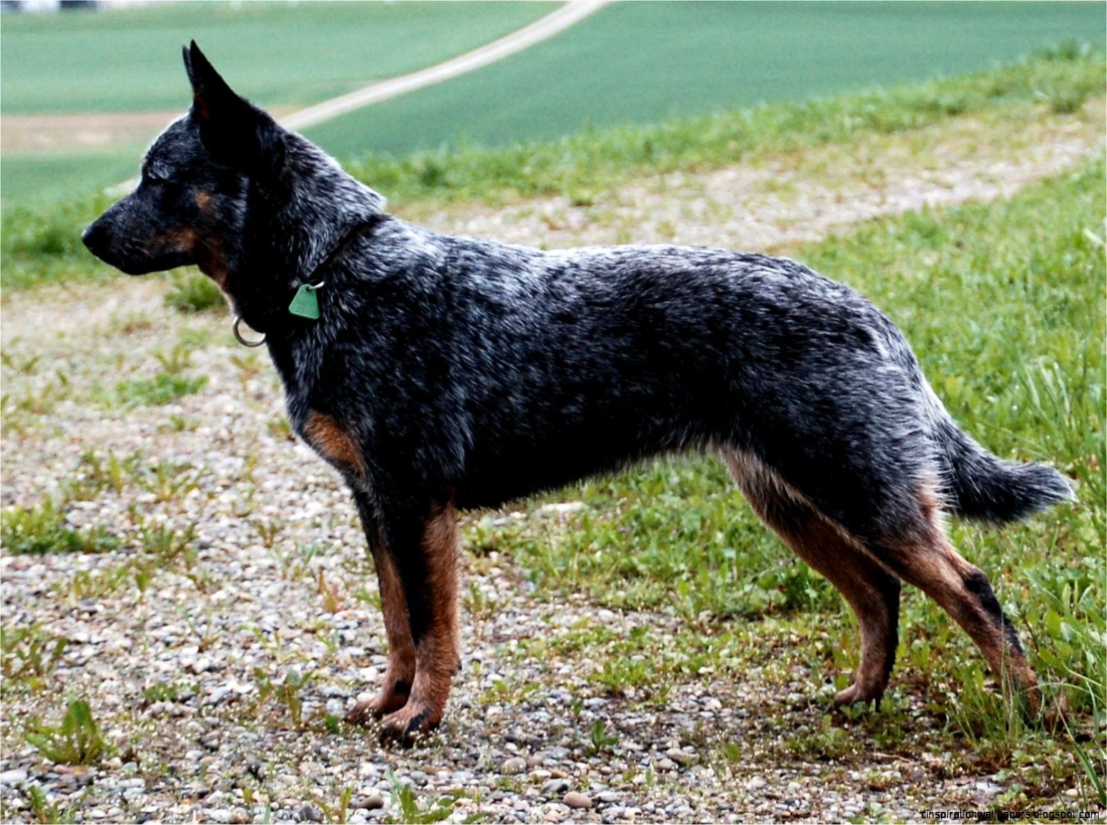 Australian Cattle Dog Blue Heeler Australian Cattle Dog Blue Heeler