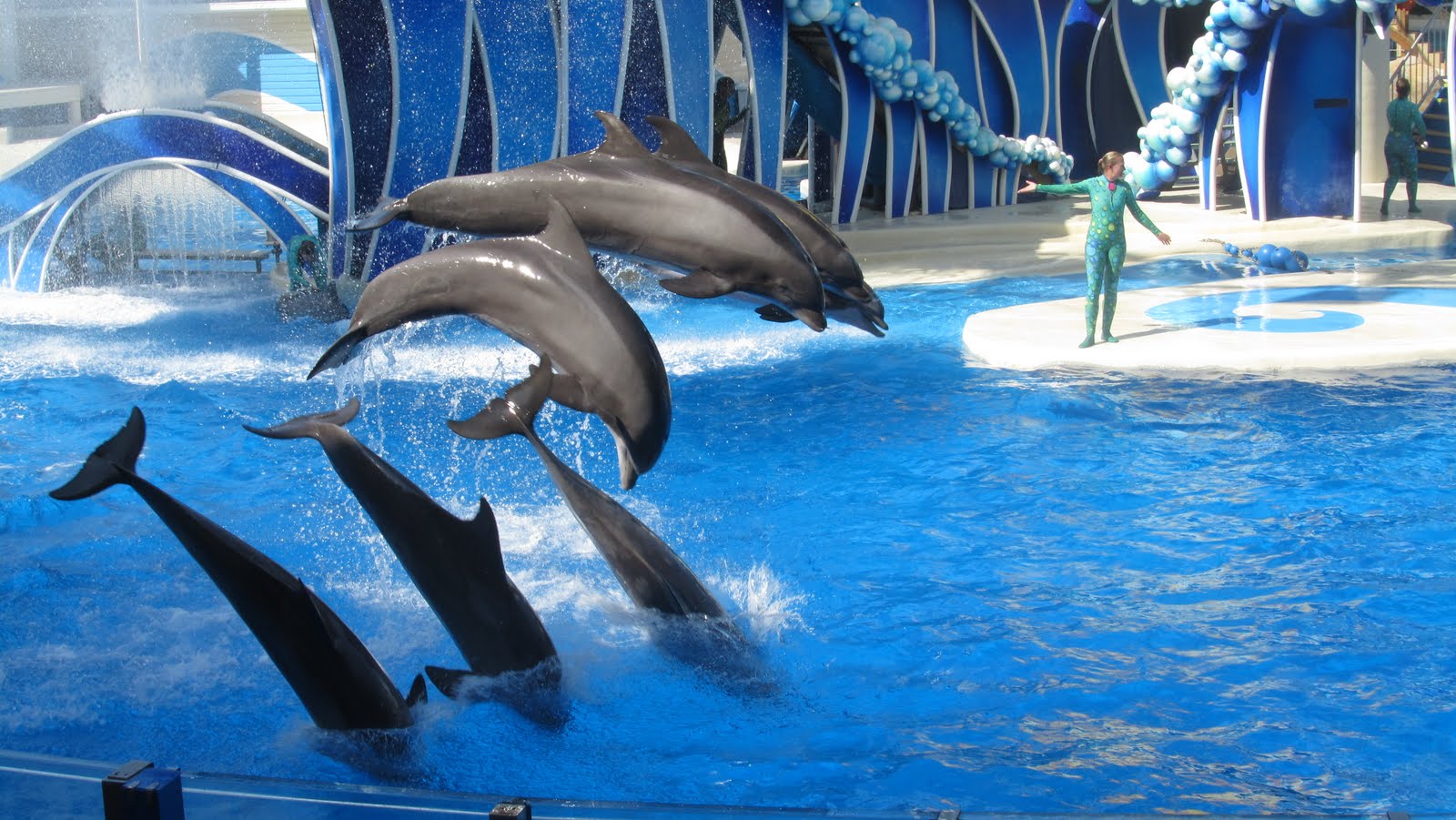 Seaworld Dolphin Show