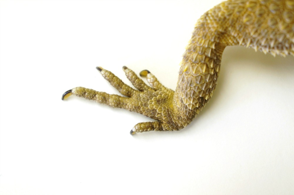 Good Natured Fur, Feathers &amp; Scales Bearded Dragon