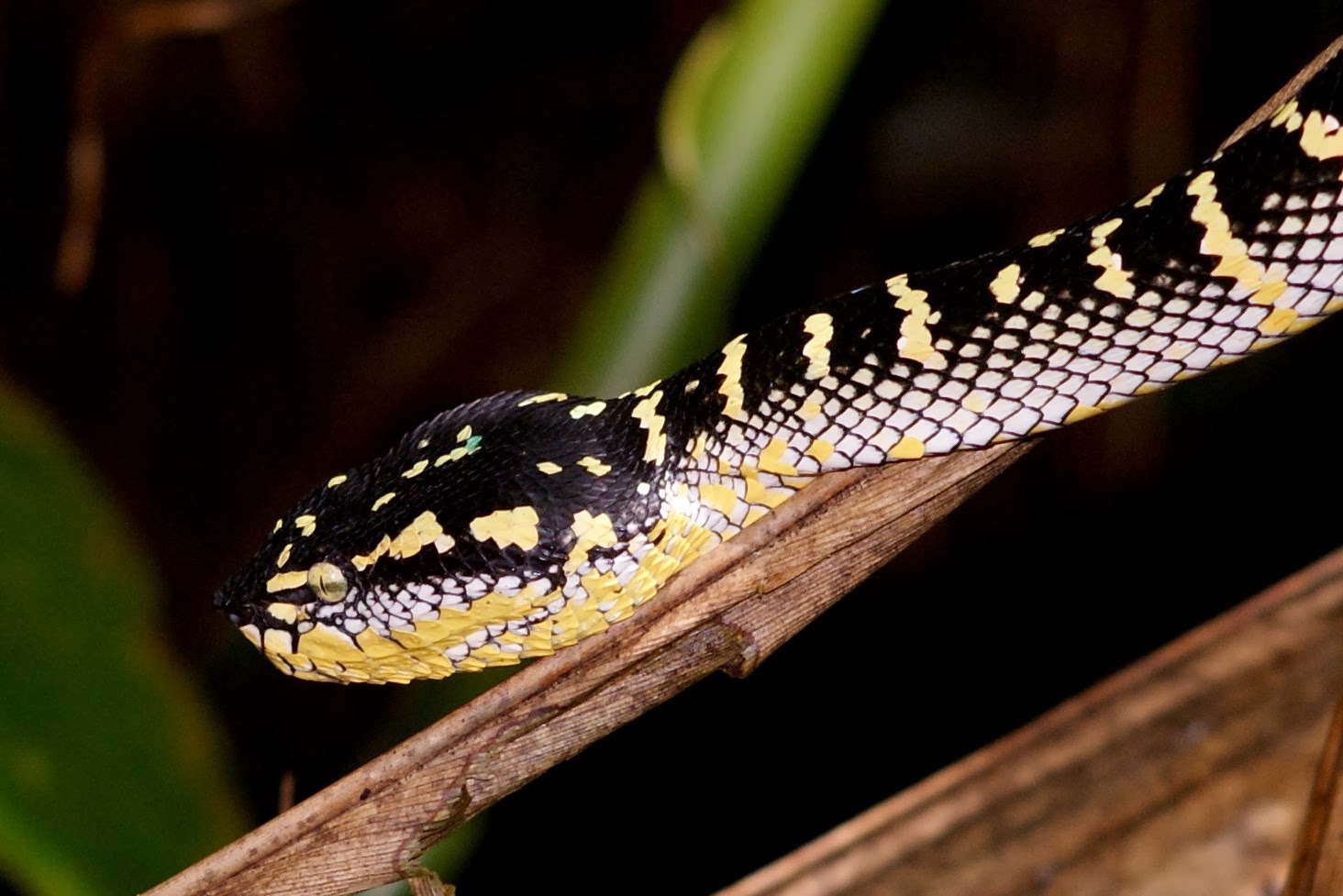 Wagler's Pit Viper